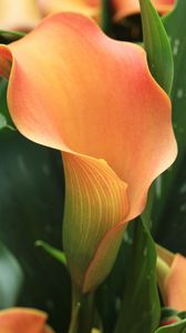 Preview wallpaper calla, flower, orange, plant