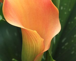 Preview wallpaper calla, flower, orange, plant