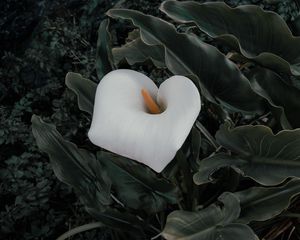 Preview wallpaper calla, flower, plant, leaves, macro