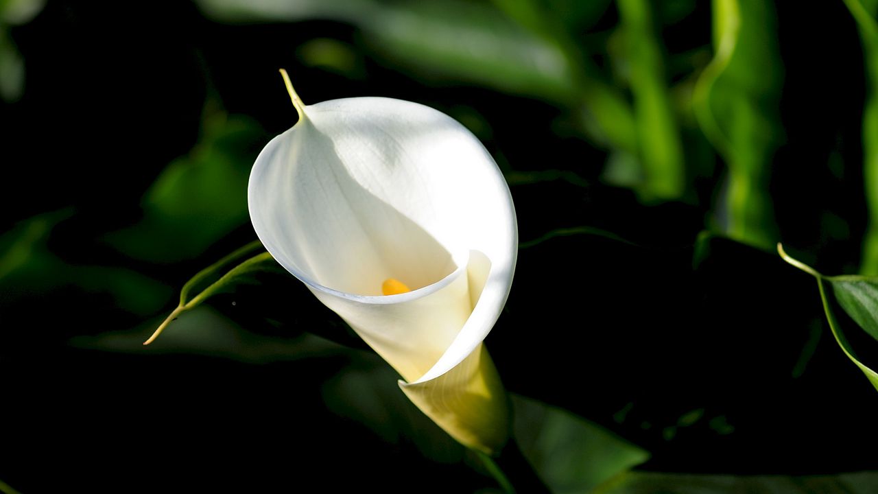 Wallpaper calla, flower, white, leaves