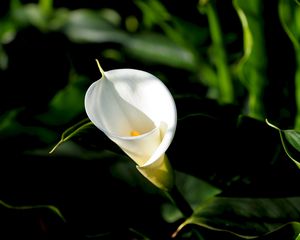 Preview wallpaper calla, flower, white, leaves