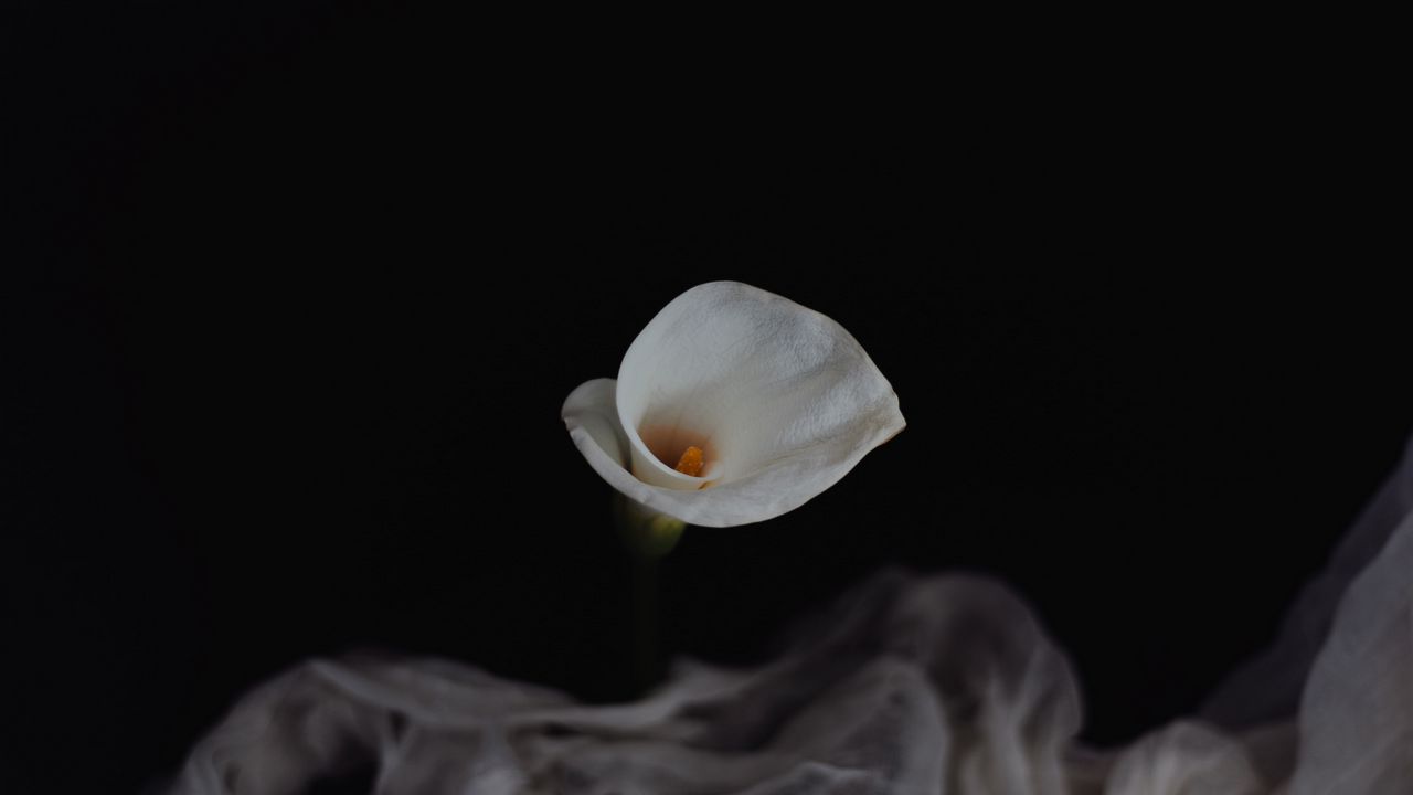 Wallpaper calla, flower, white