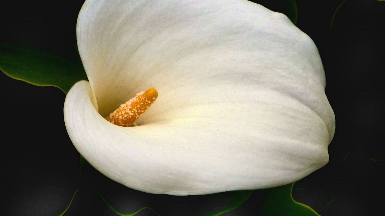 Wallpaper calla, flower, white, macro