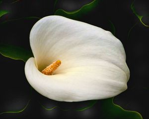 Preview wallpaper calla, flower, white, macro