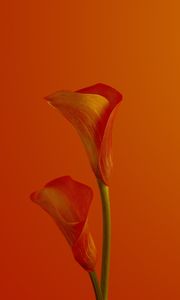 Preview wallpaper calla lilies, flower, red, bloom