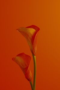 Preview wallpaper calla lilies, flower, red, bloom