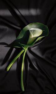 Preview wallpaper calla lilies, flower, stem, fabric, folds, black