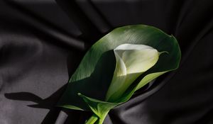 Preview wallpaper calla lilies, flower, stem, fabric, folds, black