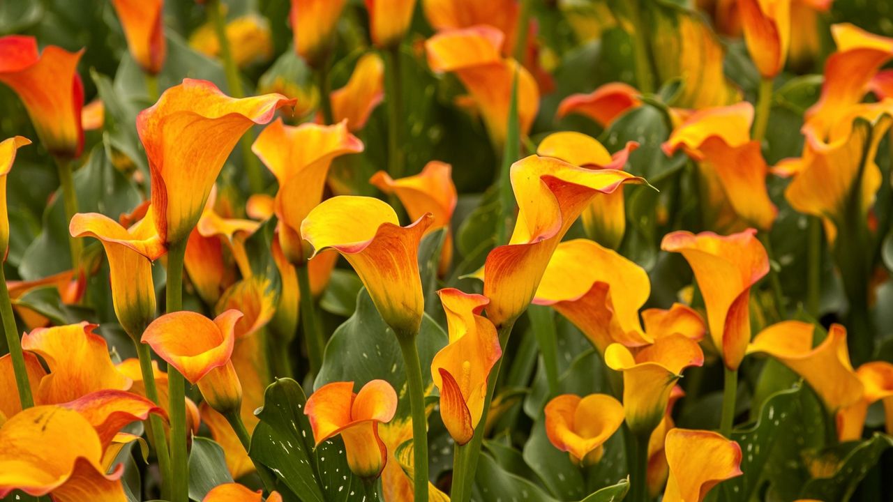 Wallpaper calla lilies, flowers, bright, close-up, flowerbed