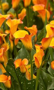 Preview wallpaper calla lilies, flowers, bright, close-up, flowerbed