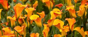 Preview wallpaper calla lilies, flowers, bright, close-up, flowerbed