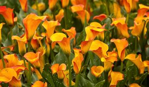 Preview wallpaper calla lilies, flowers, bright, close-up, flowerbed