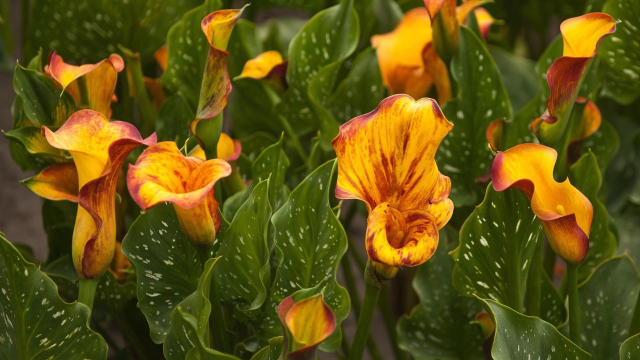 Wallpaper calla lilies, flowers, colorful, flowerbed