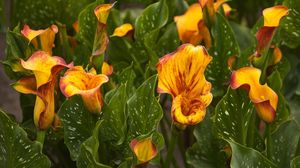 Preview wallpaper calla lilies, flowers, colorful, flowerbed