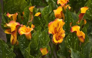 Preview wallpaper calla lilies, flowers, colorful, flowerbed