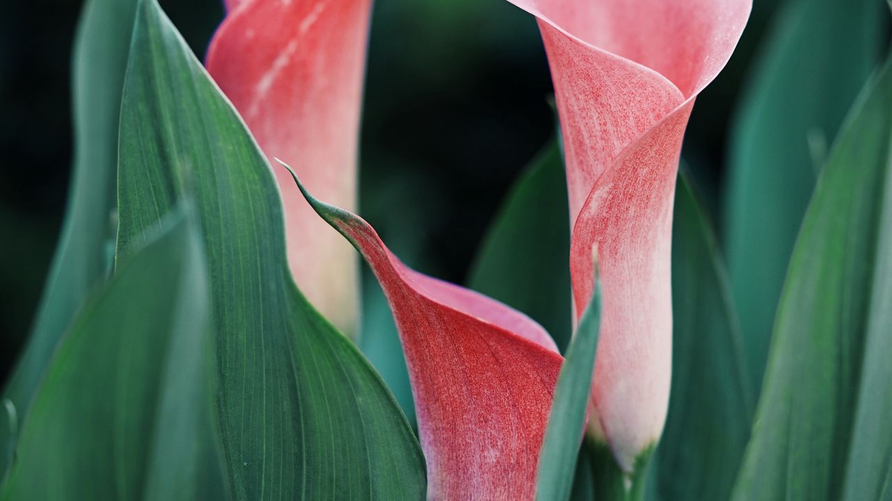 Wallpaper calla lilies, flowers, pink, close up, plant