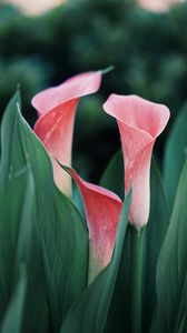 Preview wallpaper calla lilies, flowers, pink, close up, plant