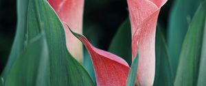 Preview wallpaper calla lilies, flowers, pink, close up, plant