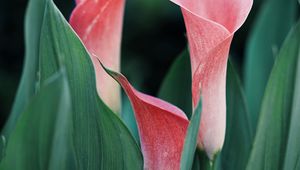 Preview wallpaper calla lilies, flowers, pink, close up, plant
