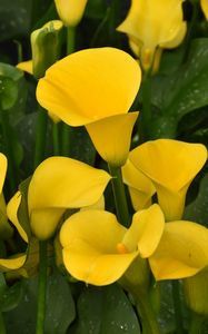 Preview wallpaper calla lilies, flowers, plant, yellow