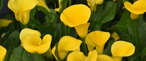 Preview wallpaper calla lilies, flowers, plant, yellow