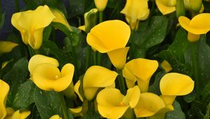 Preview wallpaper calla lilies, flowers, plant, yellow