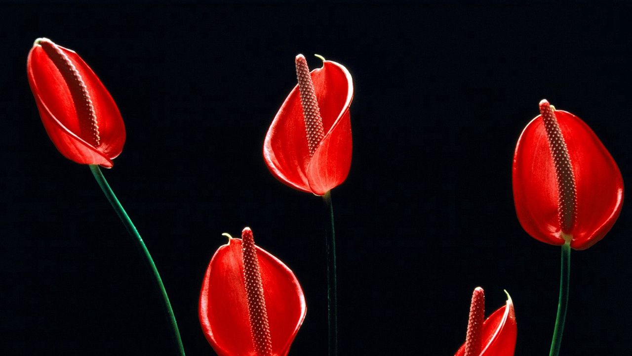 Wallpaper calla lilies, flowers, stems, red, black