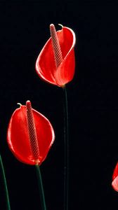 Preview wallpaper calla lilies, flowers, stems, red, black