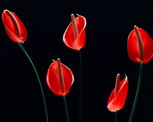 Preview wallpaper calla lilies, flowers, stems, red, black