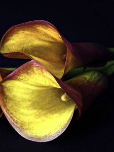 Preview wallpaper calla lilies, flowers, three, yellow, black background