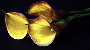 Preview wallpaper calla lilies, flowers, three, yellow, black background