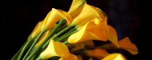 Preview wallpaper calla lilies, flowers, yellow, bouquet, black background, sharpness