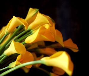 Preview wallpaper calla lilies, flowers, yellow, bouquet, black background, sharpness