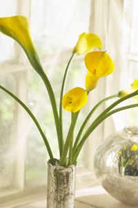 Preview wallpaper calla lilies, yellow, flowers, bouquet, vase, box