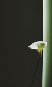 Preview wallpaper calla lily, arum lily, flower, minimalism