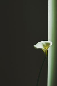 Preview wallpaper calla lily, arum lily, flower, minimalism