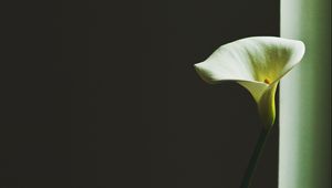 Preview wallpaper calla lily, arum lily, flower, minimalism