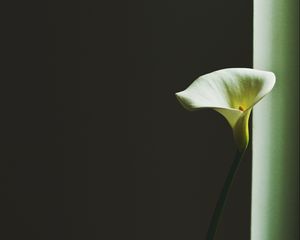 Preview wallpaper calla lily, arum lily, flower, minimalism