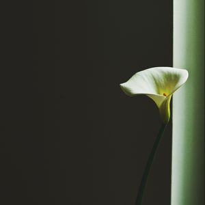 Preview wallpaper calla lily, arum lily, flower, minimalism