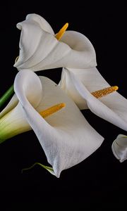 Preview wallpaper callas, flowers, buds, white