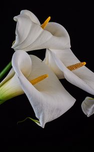Preview wallpaper callas, flowers, buds, white
