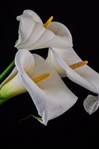 Preview wallpaper callas, flowers, buds, white