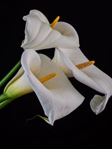 Preview wallpaper callas, flowers, buds, white