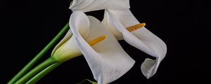 Preview wallpaper callas, flowers, buds, white