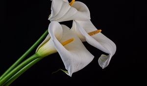 Preview wallpaper callas, flowers, buds, white