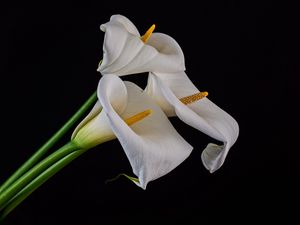 Preview wallpaper callas, flowers, buds, white