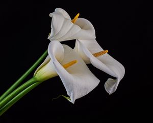 Preview wallpaper callas, flowers, buds, white