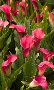 Preview wallpaper callas, much, flowers, flowerbed, leaves