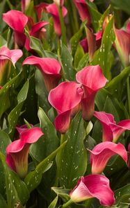 Preview wallpaper callas, much, flowers, flowerbed, leaves
