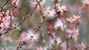 Preview wallpaper calliandra, flowers, branch, pink